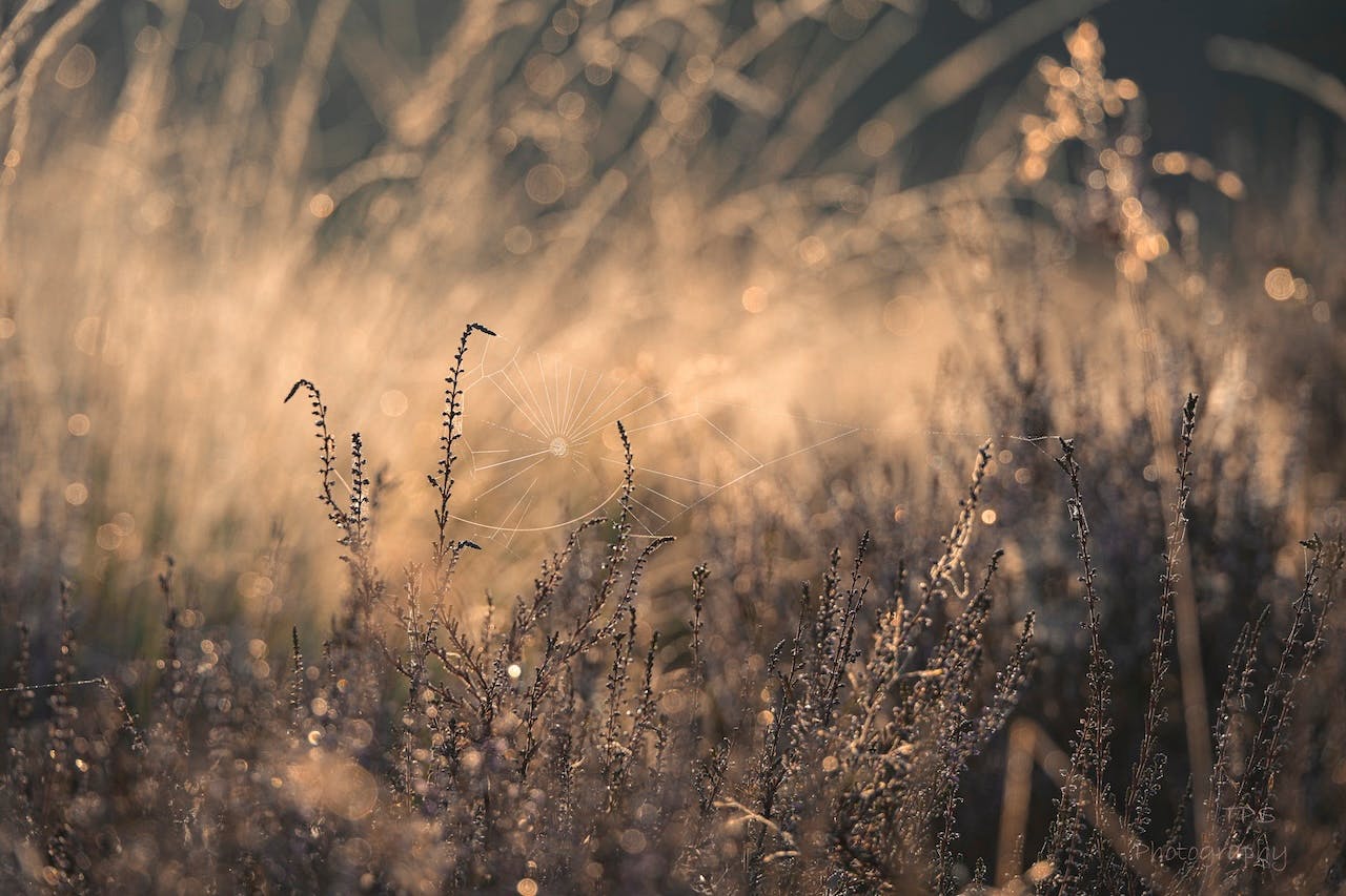 Macrofotografie met dauw: 5 tips voor een sprankelende vroege ochtend
