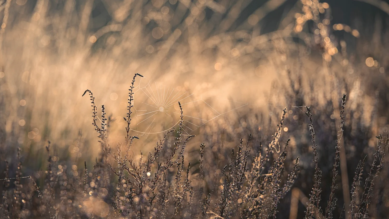 Macrofotografie met dauw: 5 tips voor een sprankelende vroege ochtend