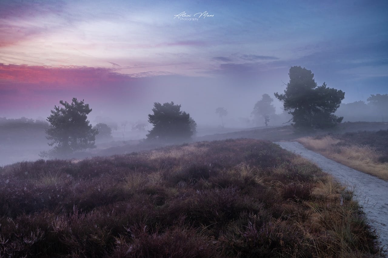 Paarse heide fotograferen - zo maak je meer dan alleen een paars landschap