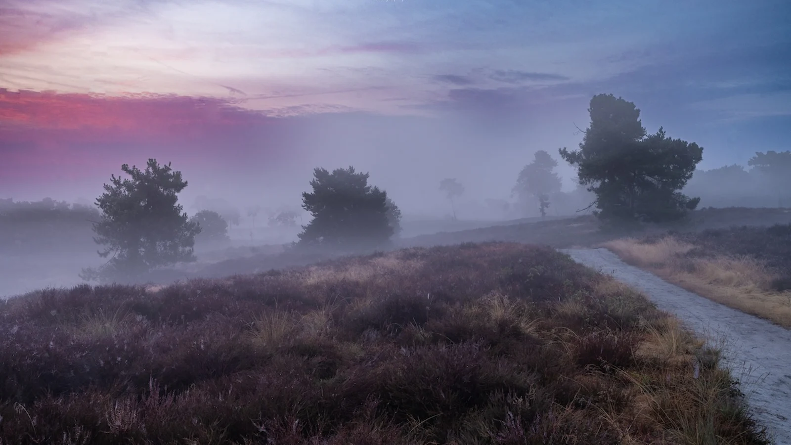 Paarse heide fotograferen - zo maak je meer dan alleen een paars landschap