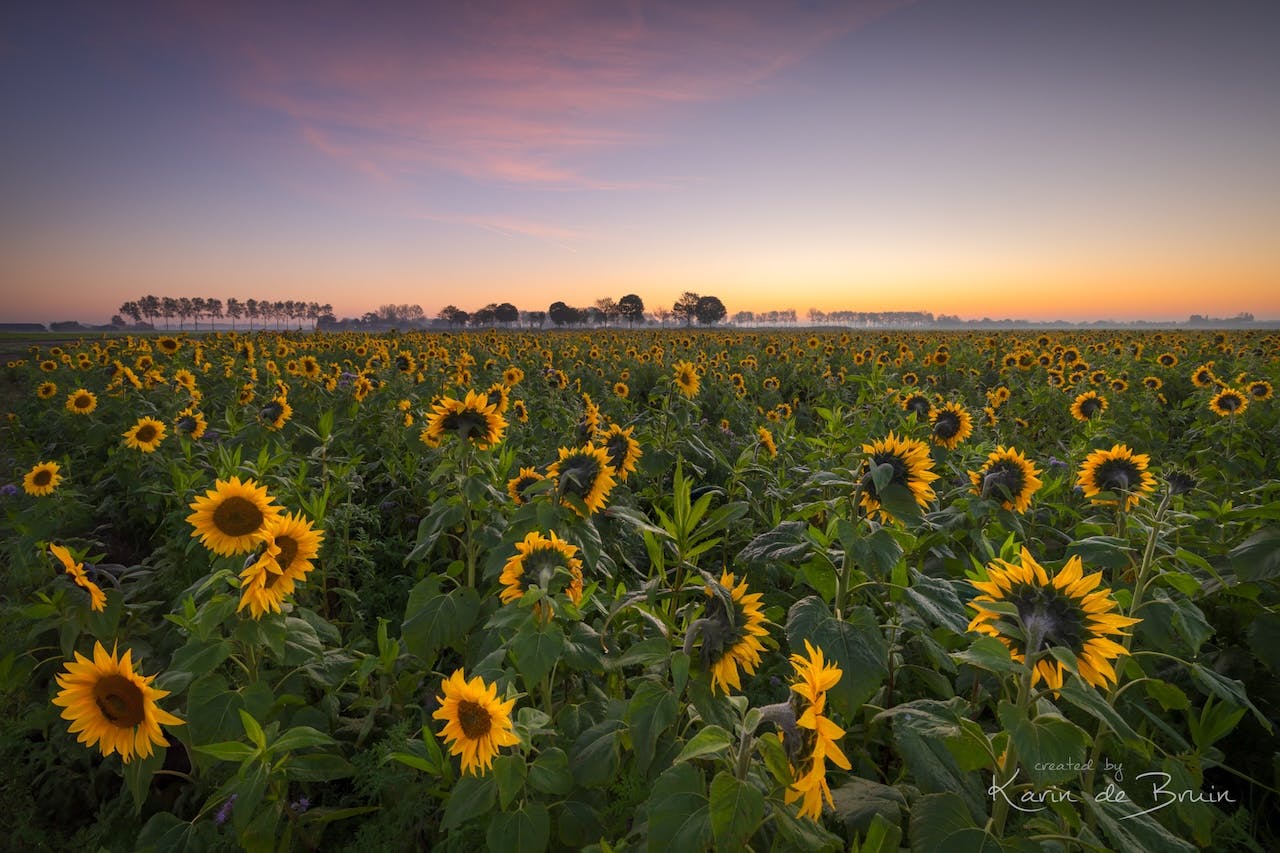 Creatieve ideeën om zonnebloemen te fotograferen