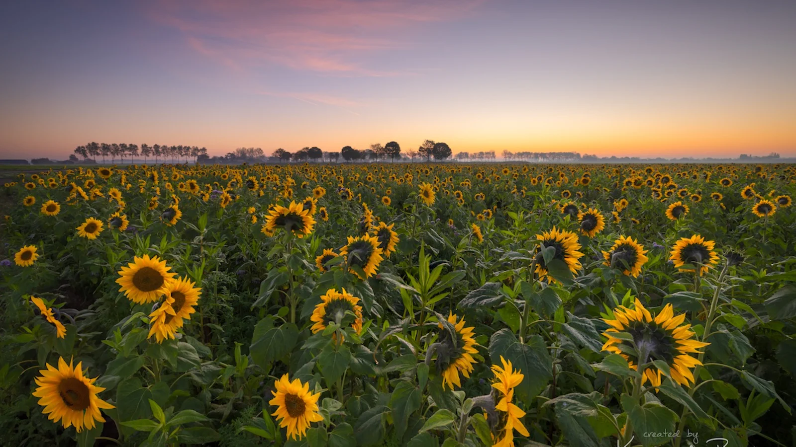 Creatieve ideeën om zonnebloemen te fotograferen