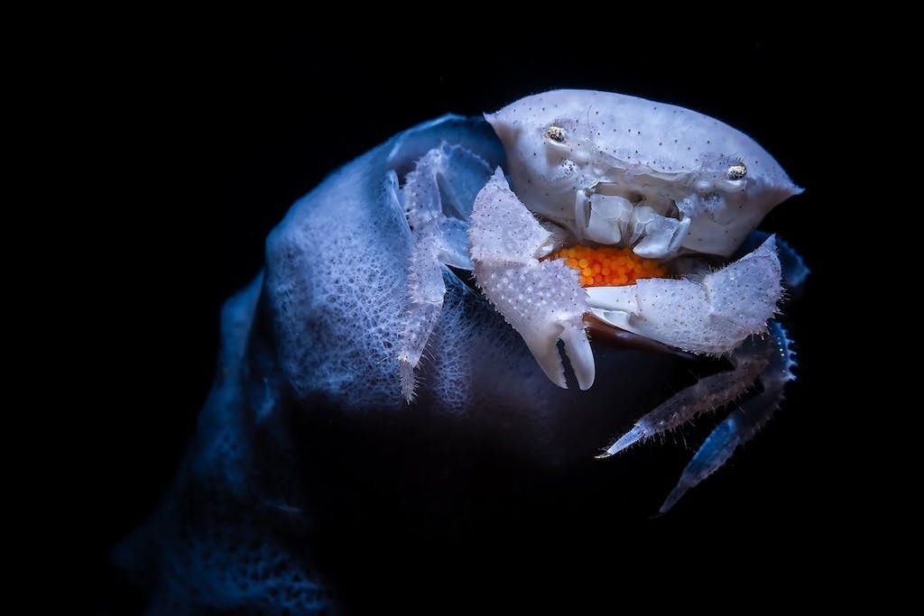 Deze oceaanfoto’s laten zien hoe bijzonder de onderwaterwereld is