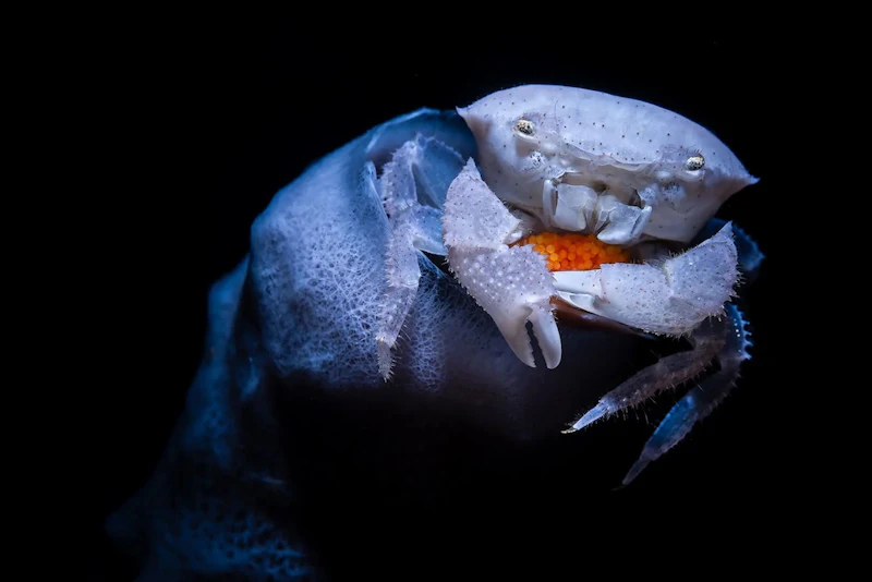 Deze oceaanfoto’s laten zien hoe bijzonder de onderwaterwereld is