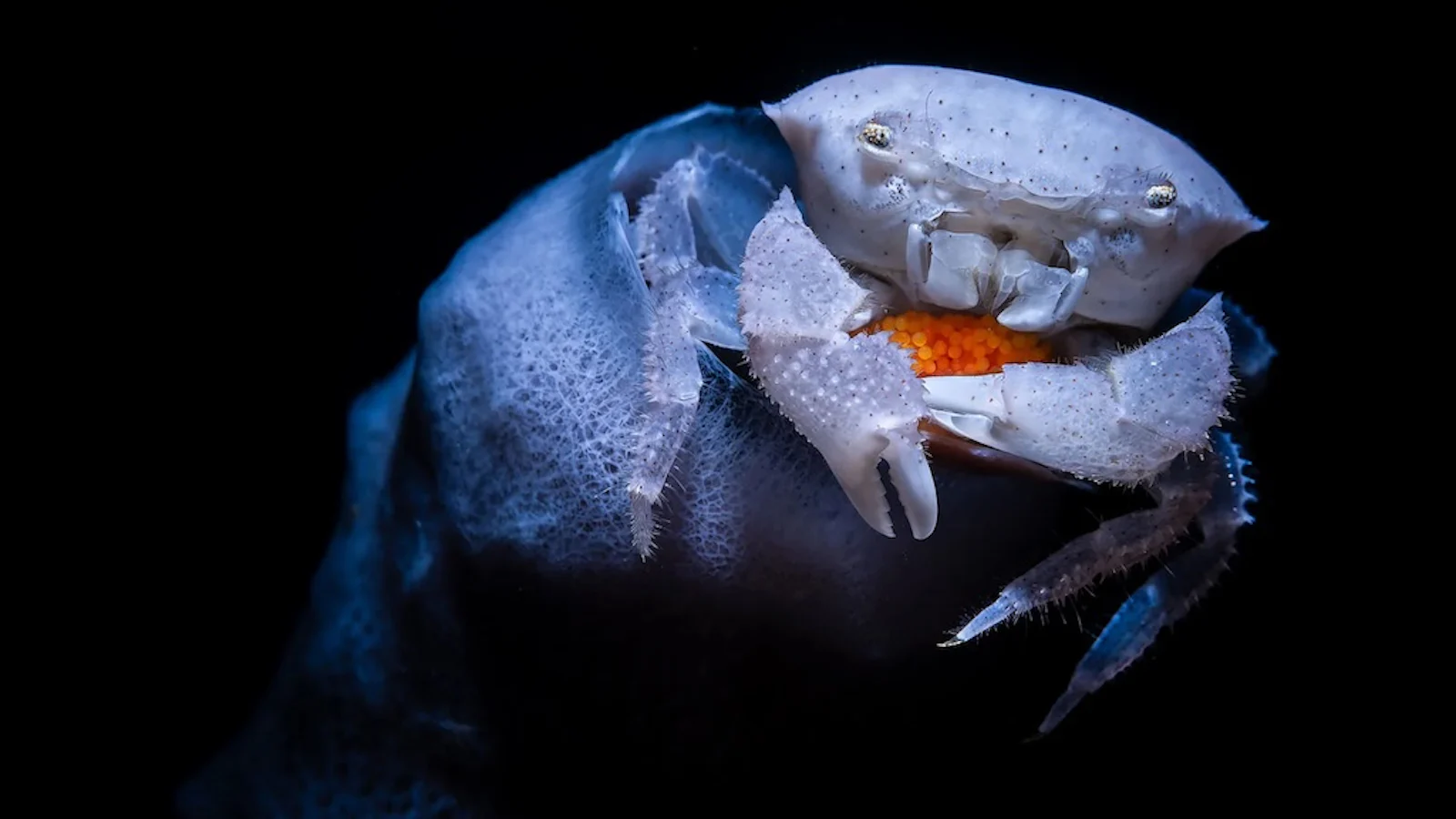 Deze oceaanfoto’s laten zien hoe bijzonder de onderwaterwereld is