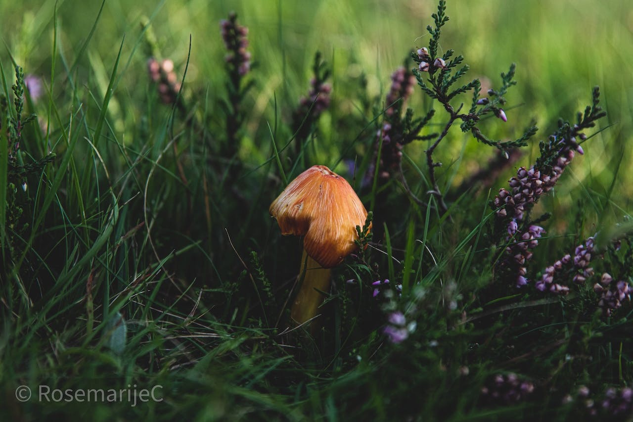 De eerste paddenstoelen van het seizoen!