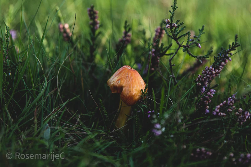 De eerste paddenstoelen van het seizoen!