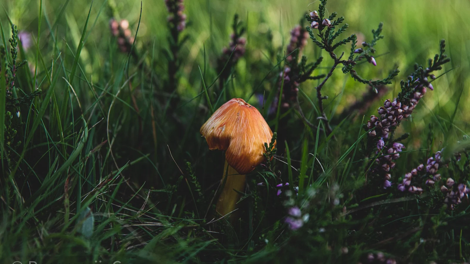 De eerste paddenstoelen van het seizoen!