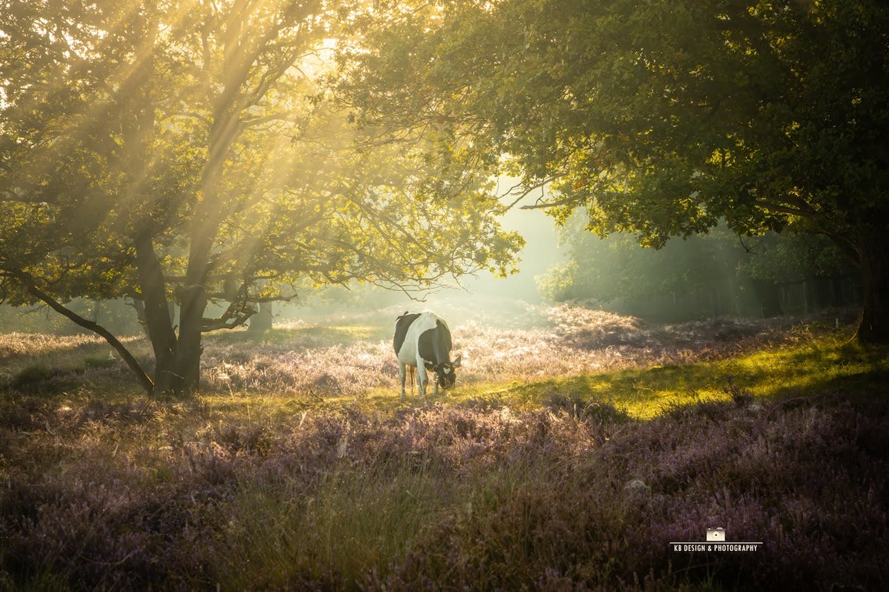 Inspiratie - Fotograferen met de septemberzon