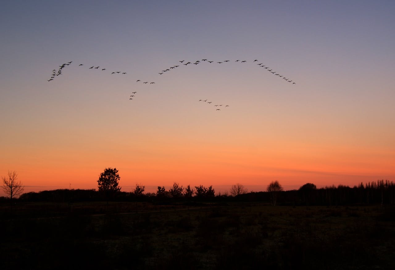 Zo maak je van de vogeltrek je onderwerp