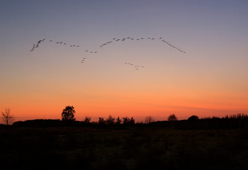 Zo maak je van de vogeltrek je onderwerp