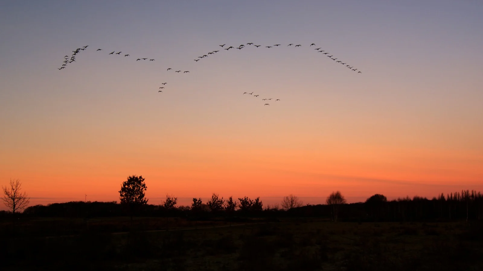 Zo maak je van de vogeltrek je onderwerp