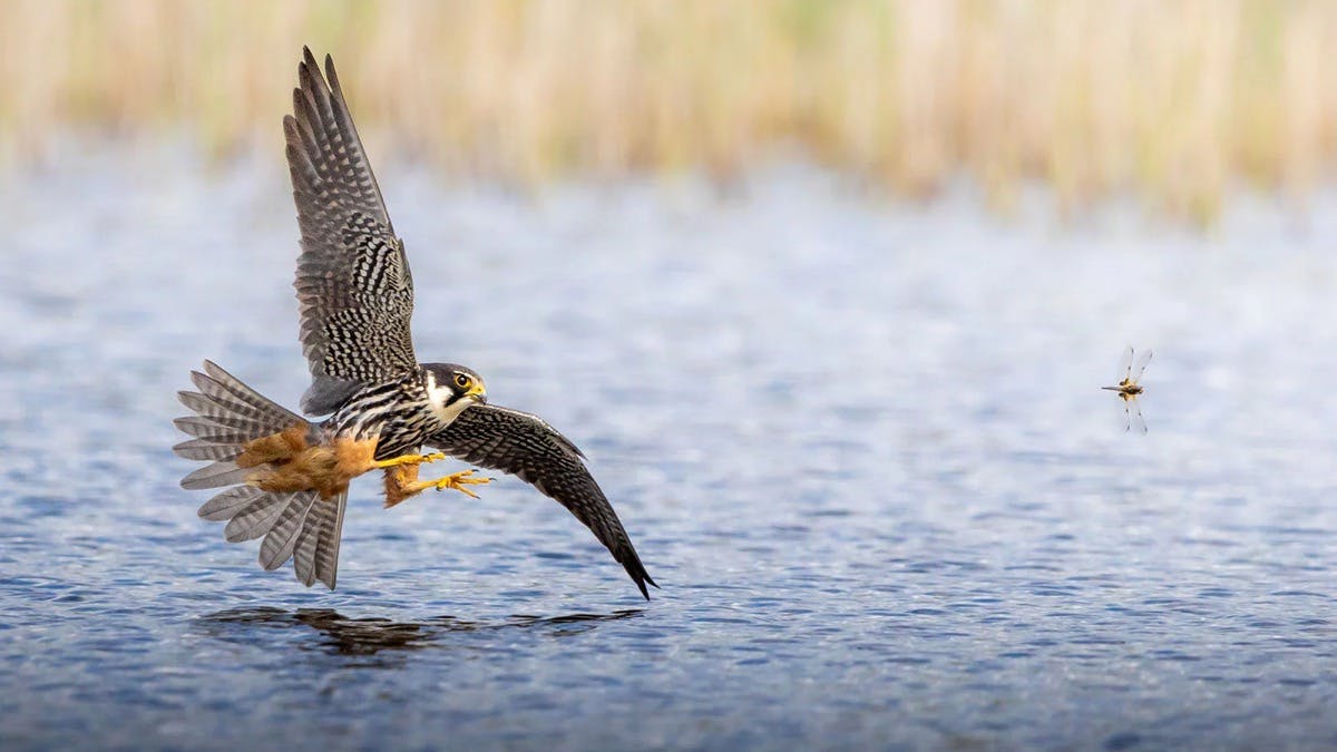 17-jarige fotograaf wacht drie jaar op droomfoto 