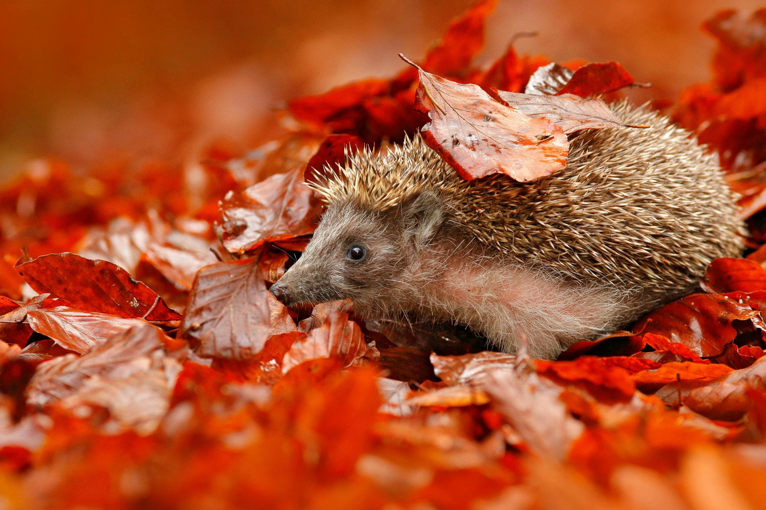 Herfstbladeren opruimen of laten liggen? Dat ligt eraan wáár ze liggen