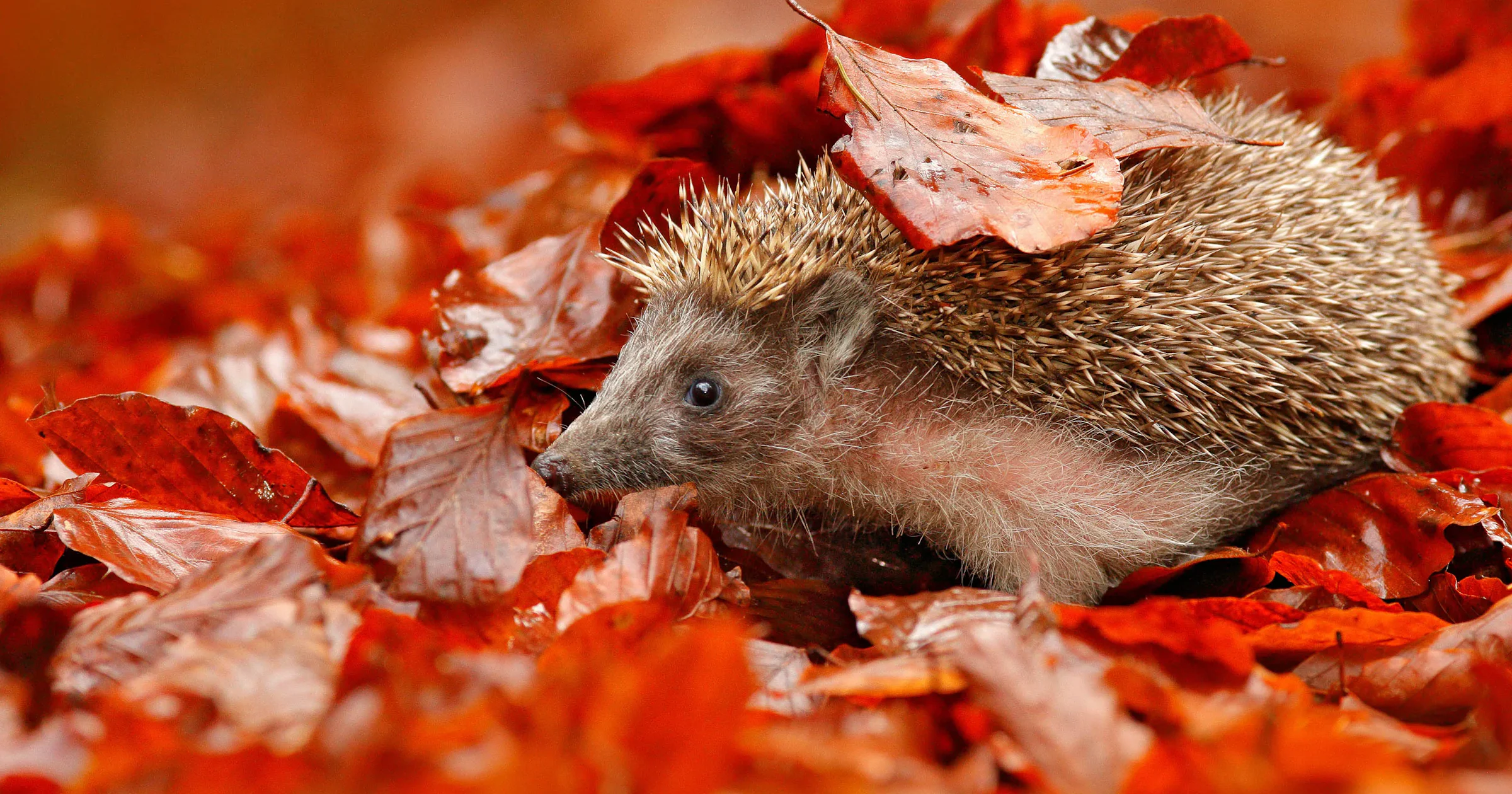 Herfstbladeren opruimen of laten liggen? Dat ligt eraan wáár ze liggen