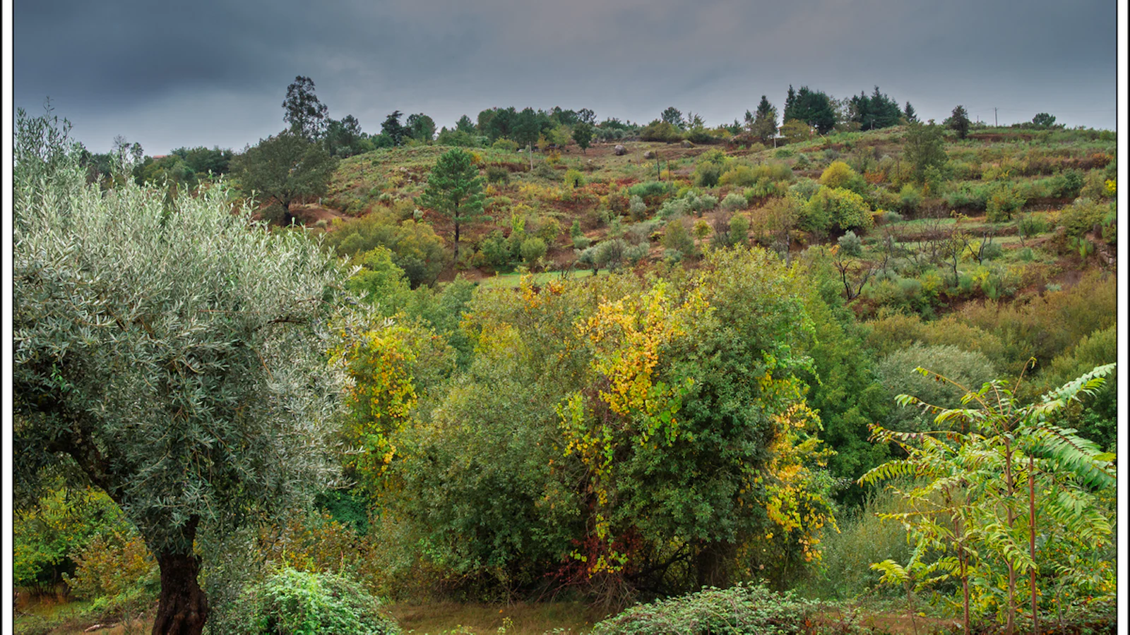 Vroege herfstkleuren bewerken zonder overdreven oranje