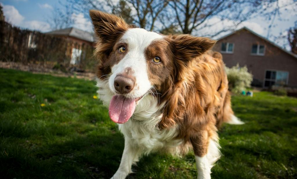 Huisdieren fotograferen met karakter: zo leg je hun persoonlijkheid vast