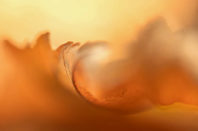 Macrofotografie in de herfst