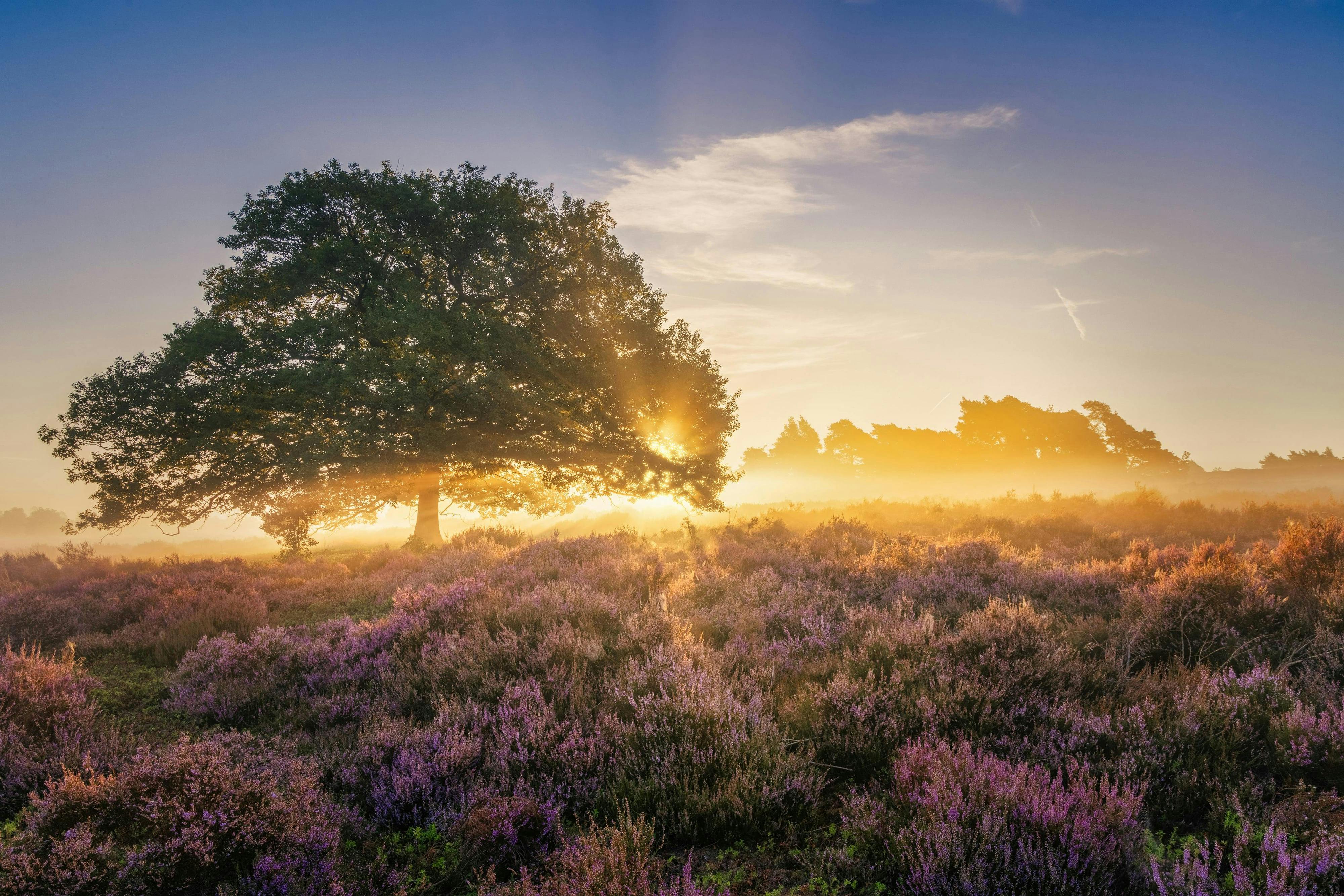 5 tips om de heide te fotograferen