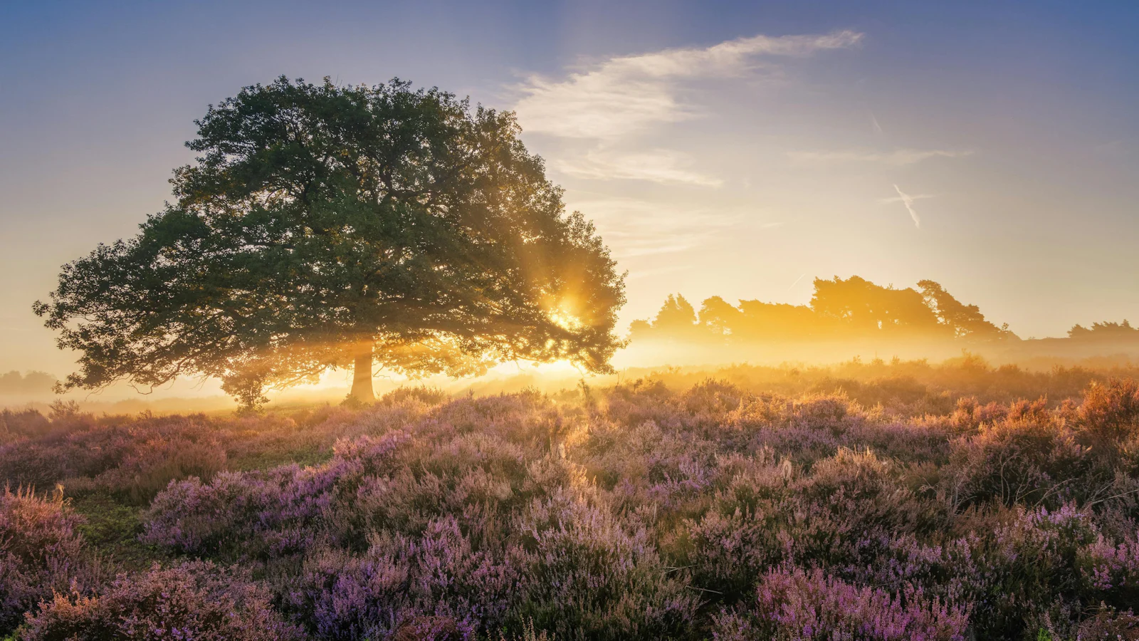 5 tips om de heide te fotograferen