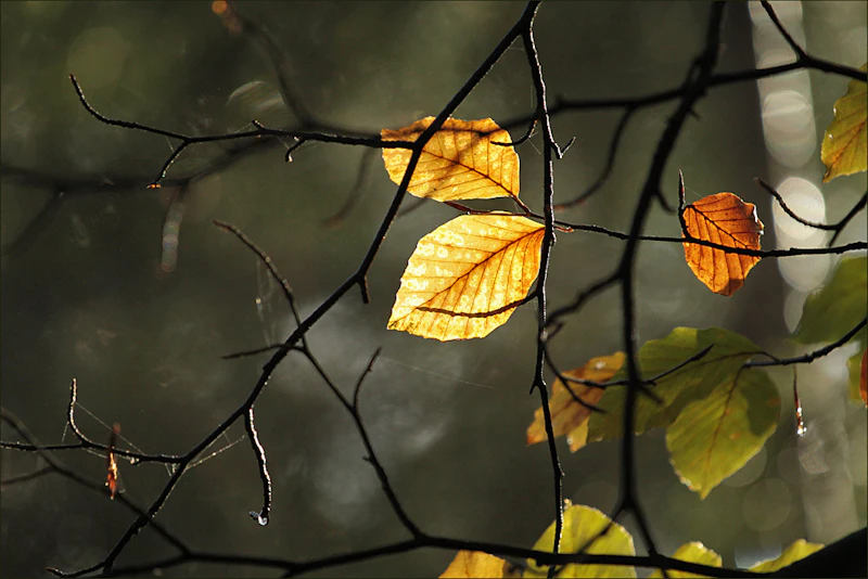 Kastanjes, eikels en zaaddozen fotograferen: kleine herfstvondsten groots in beeld