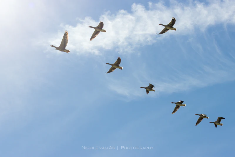 Vogeltrek fotograferen: zo leg je het spektakel van de najaarstrek vast