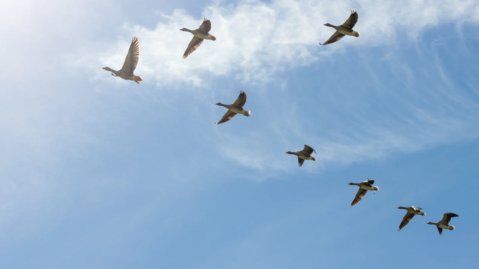 Vogeltrek fotograferen: zo leg je het spektakel van de najaarstrek vast