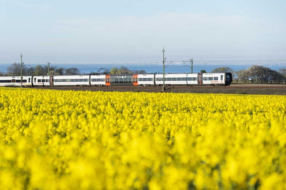 Öresunds train i yellow rapeseed feilds