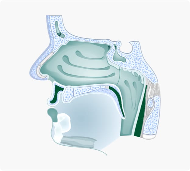 Los mejores médicos y especialistas en otorrinolaringología de Miami y
