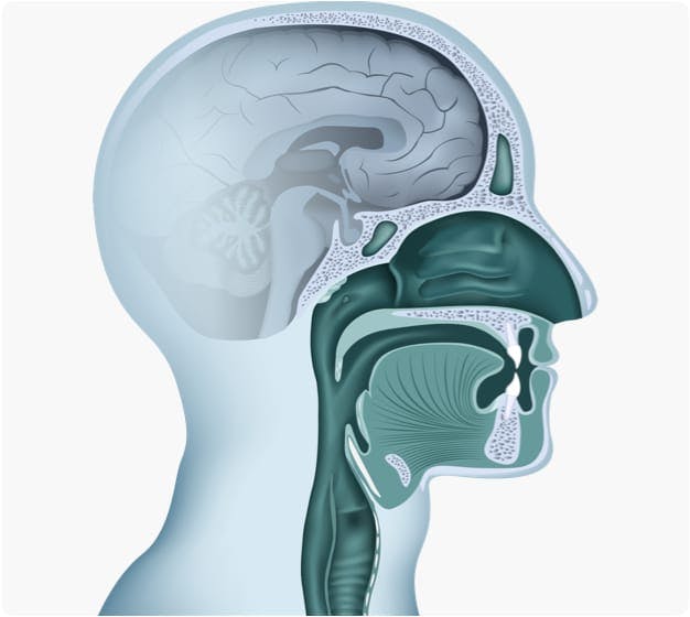 Profile diagram of a head with sinus showing