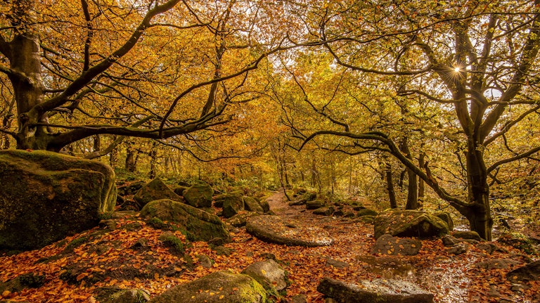 Autumn in the woodland - Padley Gorge