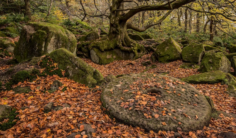 Autumn scene strange tree Padley Gorge Peak District