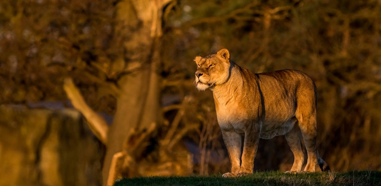 Golden Light on the Lioness