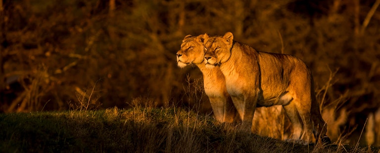 Golden hour on the lionesses