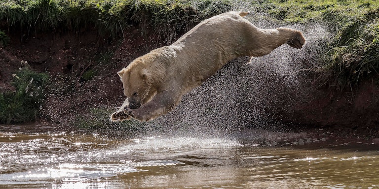 Diving polar bear