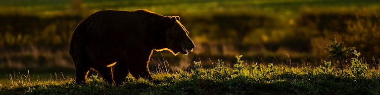 Brown bear rimlit on the hill
