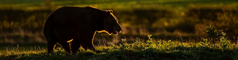 Brown bear rimlit on the hill