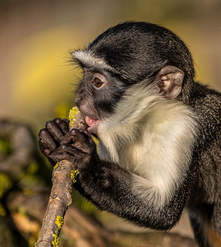 Baby Roloway monkey