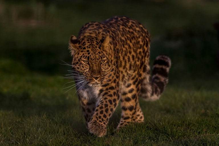Amur leopard in the golden hour