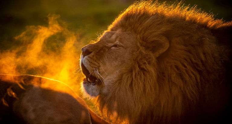 Lion on fire at sunset