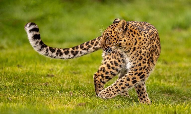 Leopard poetry in motion