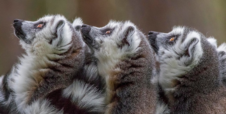 Lemurs