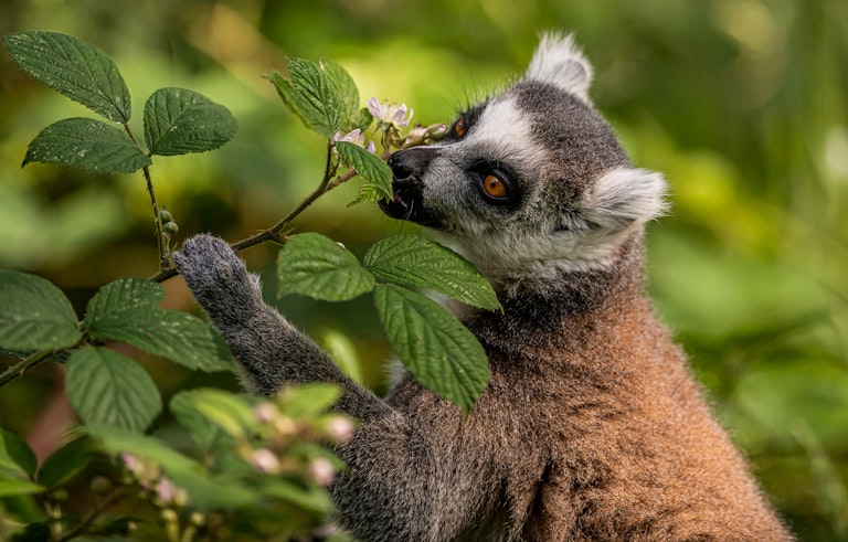 Lemur eating