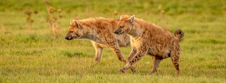 Hyenas on the move