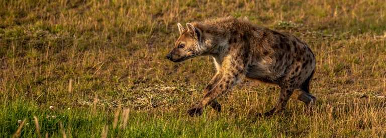 Hyena on the run