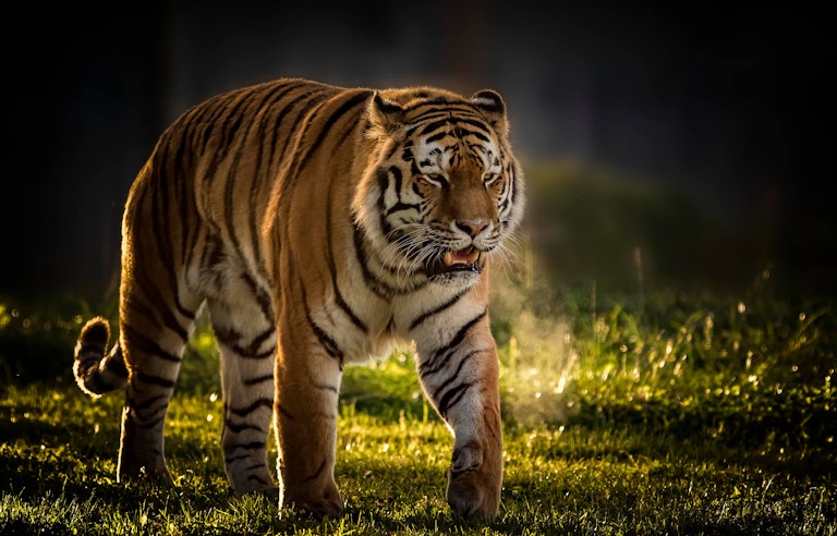 Vladimir taking a stroll in the evening light