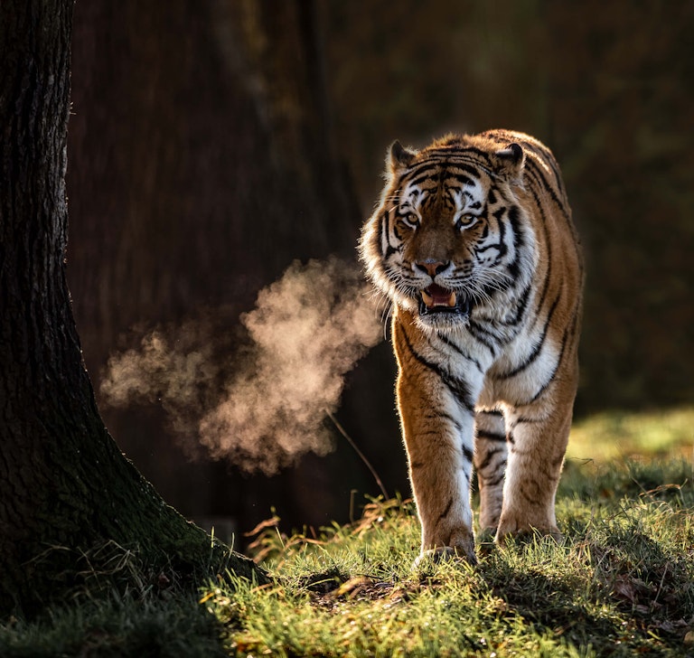 Tigers breath