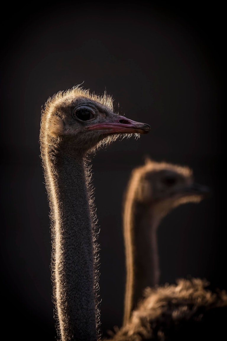 Rimlit Ostrich