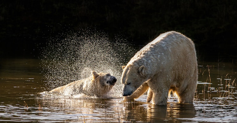 Polar bears bathed in winter light