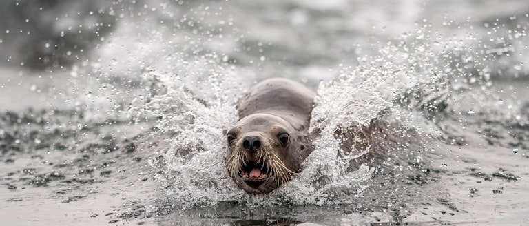 Point lobos sea lions enjoying the water